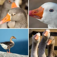 Les quatre images du niveau 1066 de 4 Images 1 Mot