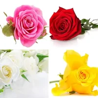 Les quatre images du niveau 1232 de 4 Images 1 Mot