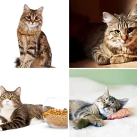 Les quatre images du niveau 1030 de 4 Images 1 Mot
