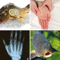 Les quatre images du niveau 205 de 4 Images 1 Mot