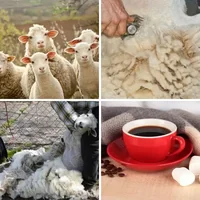 Les quatre images du niveau 234 de 4 Images 1 Mot