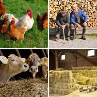 Les quatre images du niveau 295 de 4 Images 1 Mot
