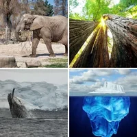 Les quatre images du niveau 576 de 4 Images 1 Mot