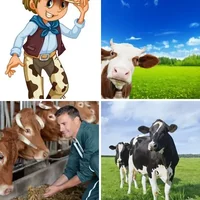 Les quatre images du niveau 595 de 4 Images 1 Mot