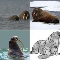 Les quatre images du niveau 963 de 4 Images 1 Mot