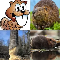 Les quatre images du niveau 1013 de 4 Images 1 Mot