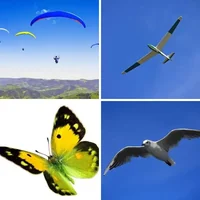 Les quatre images du niveau 1263 de 4 Images 1 Mot