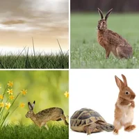 Les quatre images du niveau 1280 de 4 Images 1 Mot