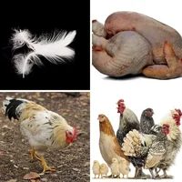 Les quatre images du niveau 1455 de 4 Images 1 Mot