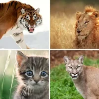 Les quatre images du niveau 308 de 4 Images 1 Mot