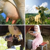 Les quatre images du niveau 326 de 4 Images 1 Mot