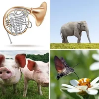 Les quatre images du niveau 328 de 4 Images 1 Mot