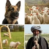 Les quatre images du niveau 437 de 4 Images 1 Mot