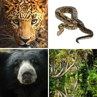 Les quatre images du niveau 459 de 4 Images 1 Mot