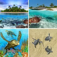 Les quatre images du niveau 598 de 4 Images 1 Mot