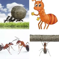 Les quatre images du niveau 610 de 4 Images 1 Mot