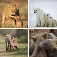 Les quatre images du niveau 624 de 4 Images 1 Mot