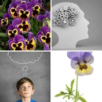 Les quatre images du niveau 823 de 4 Images 1 Mot