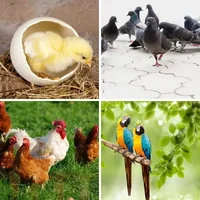 Les quatre images du niveau 829 de 4 Images 1 Mot