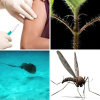 Les quatre images du niveau 902 de 4 Images 1 Mot