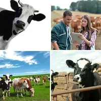 Les quatre images du niveau 949 de 4 Images 1 Mot