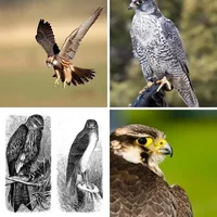 Les quatre images du niveau 972 de 4 Images 1 Mot