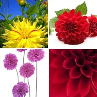 Les quatre images du niveau 974 de 4 Images 1 Mot