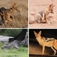 Les quatre images du niveau 976 de 4 Images 1 Mot