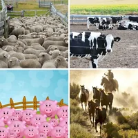 Les quatre images du niveau 985 de 4 Images 1 Mot