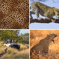 Les quatre images du niveau 1242 de 4 Images 1 Mot