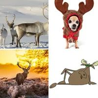 Les quatre images du niveau 1249 de 4 Images 1 Mot