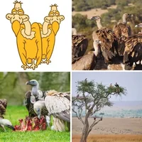 Les quatre images du niveau 1255 de 4 Images 1 Mot