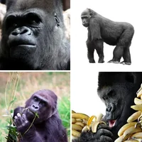 Les quatre images du niveau 1267 de 4 Images 1 Mot