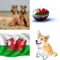 Les quatre images du niveau 1359 de 4 Images 1 Mot