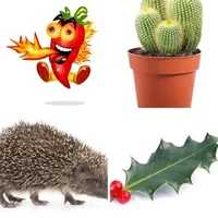 Les quatre images du niveau 1405 de 4 Images 1 Mot