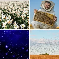 Les quatre images du niveau 289 de 4 Images 1 Mot