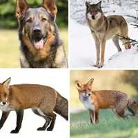 Les quatre images du niveau 333 de 4 Images 1 Mot