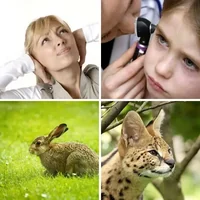 Les quatre images du niveau 426 de 4 Images 1 Mot