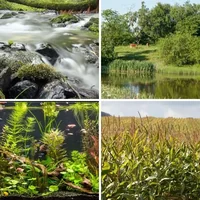 Les quatre images du niveau 529 de 4 Images 1 Mot