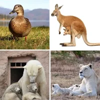 Les quatre images du niveau 551 de 4 Images 1 Mot