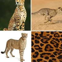 Les quatre images du niveau 594 de 4 Images 1 Mot