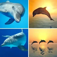 Les quatre images du niveau 613 de 4 Images 1 Mot
