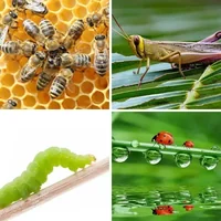 Les quatre images du niveau 806 de 4 Images 1 Mot