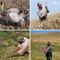 Les quatre images du niveau 876 de 4 Images 1 Mot