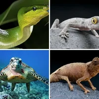 Les quatre images du niveau 980 de 4 Images 1 Mot