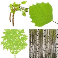 Les quatre images du niveau 998 de 4 Images 1 Mot