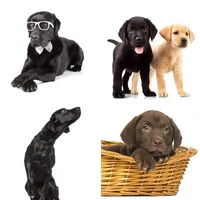 Les quatre images du niveau 1000 de 4 Images 1 Mot