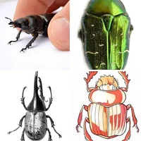 Les quatre images du niveau 1020 de 4 Images 1 Mot