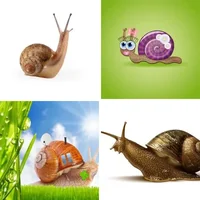 Les quatre images du niveau 1114 de 4 Images 1 Mot