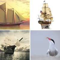 Les quatre images du niveau 1177 de 4 Images 1 Mot